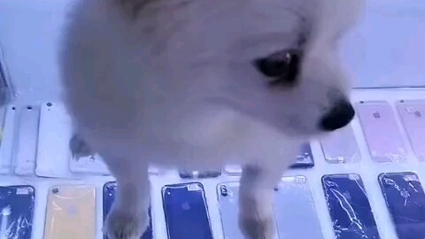 الكلب: هيا سأقدم لك عرض تغيير الوجوه!