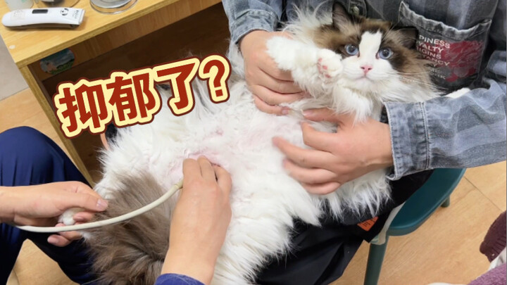 Kucing boneka berbobot 7,5 kg tertangkap basah ngompol di kasur. Dokter bilang ini masalah psikologi