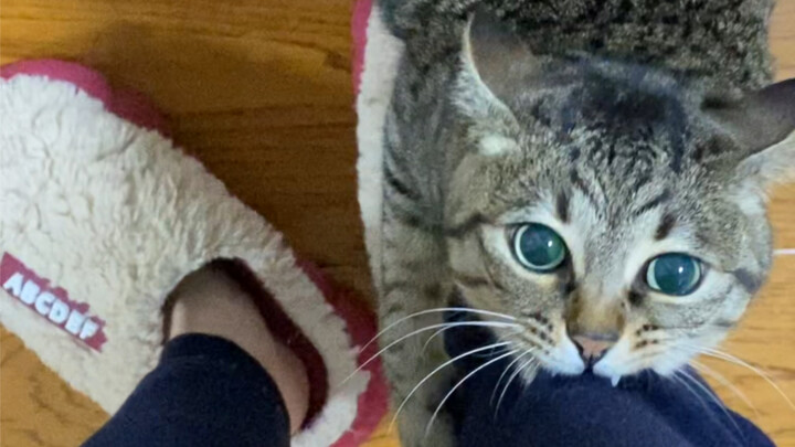 Kucing dan ular piton telah beraksi.
