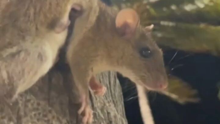 🐭🌴 A rat climbing a coconut tree! 😱#Rat #CoconutTree #AnimalShorts #Wildlife