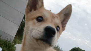 The Redemption of the Free Puppy