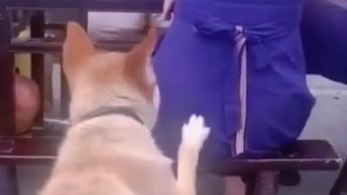 狗爪子往哪放呢