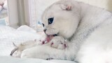 สก็อตติช โฟลด์ คลอดลูกแมวน่ารัก 3 ตัว แมวเงินตั้งท้องคลอดลูกแมวน่ารัก