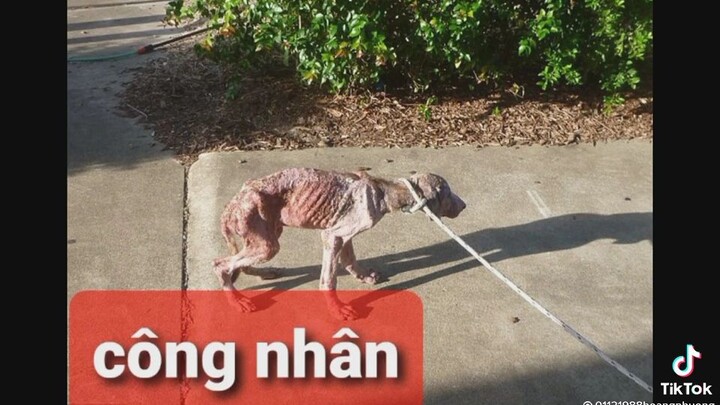Colona ơi tao yêu mày 😭😭😭! yêu quá! đó là lúc bắt đầu dịch mà được nghỉ! và...sau đó 😭