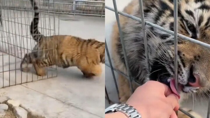 Seekor bayi harimau di kebun binatang mencari kesempatan untuk melarikan diri, membuat sang kepala k