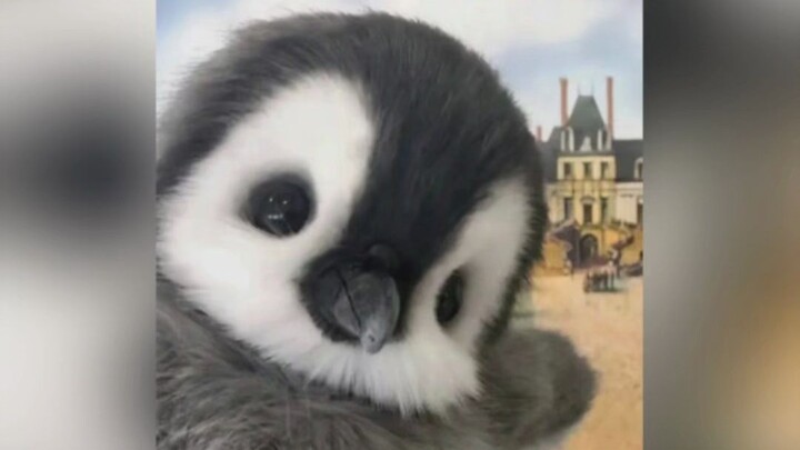 Penguin: How much are your green beans?