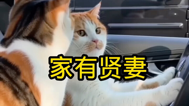 Nhà có hiền thê