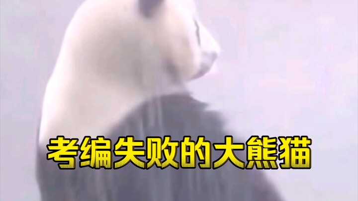 Ada juga panda raksasa yang gagal dalam ujian