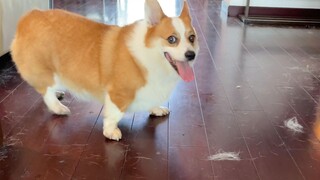 请珍惜每一位养柯基的人吧，他们真的不容易