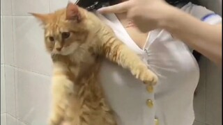Stupid Meow can't transform, please use your real name to watch