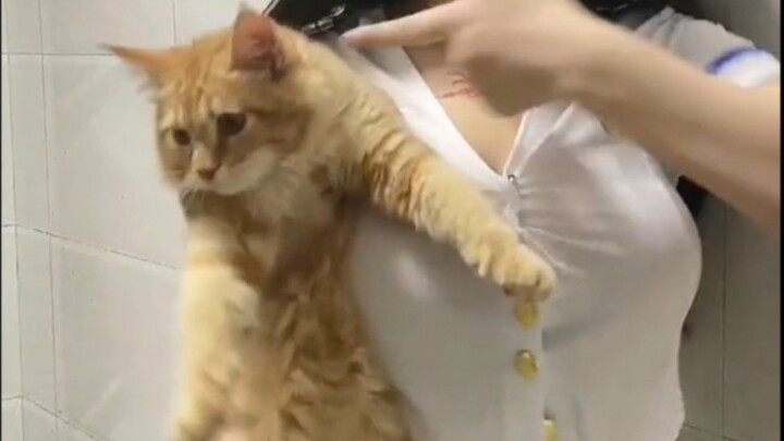 Stupid Meow can't transform, please use your real name to watch