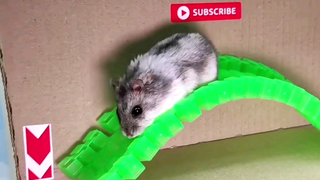 ชีวิตหนูแฮมสเตอร์ Ep 12