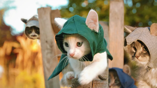 ลูกแมวของนักฆ่า!