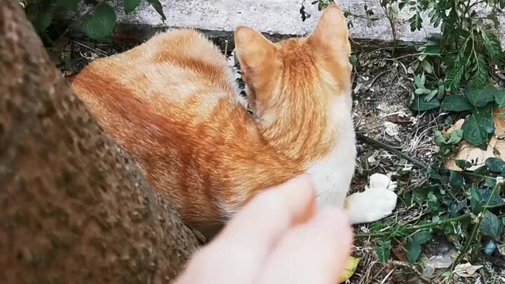 A patch of cat grass sprouted by the roadside—reach out your “magic claw” and secretly snag a freebi