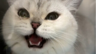 Li Pipi is sick
