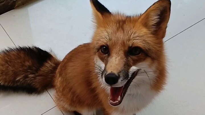 【狐狸】看看妲己这咬合力 你还觉得他柔弱嘛？