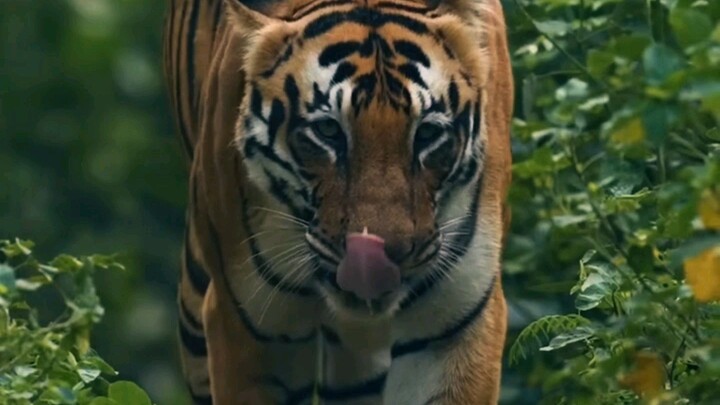 Panthera tigris