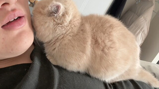 Kucing menyebalkan!! Jangan datang lagi!!