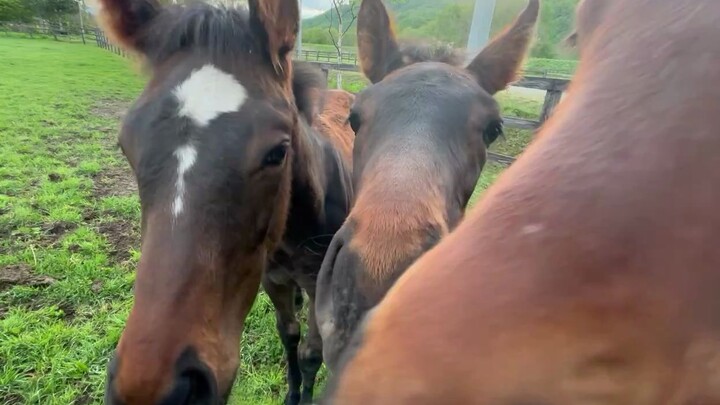 Oh no! I’m surrounded by mares!
