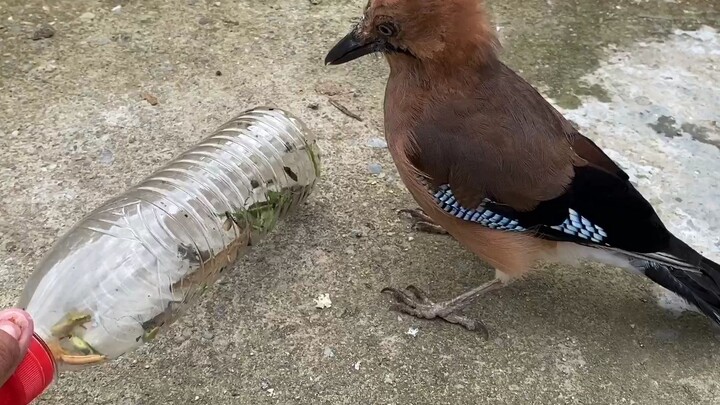 Tuan membawa pulang sebotol belalang dari sawah, dan saat gagak melihatnya, air liurnya langsung men