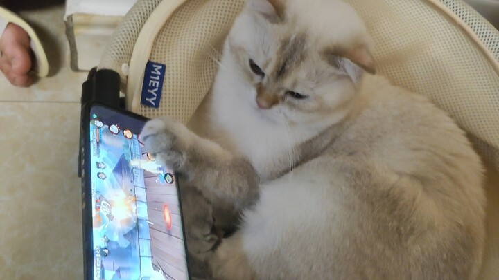 ฝั่งตรงข้ามยังไม่รู้เลยว่าคนที่ชนะเขาคือแมวน้อยตัวนึง