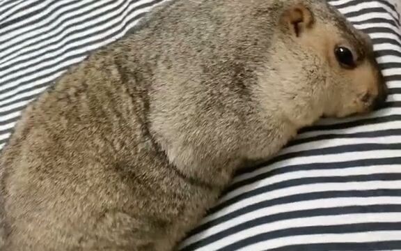 ฉันนึกว่ามีคนเข้ามาในบ้านซะอีก!