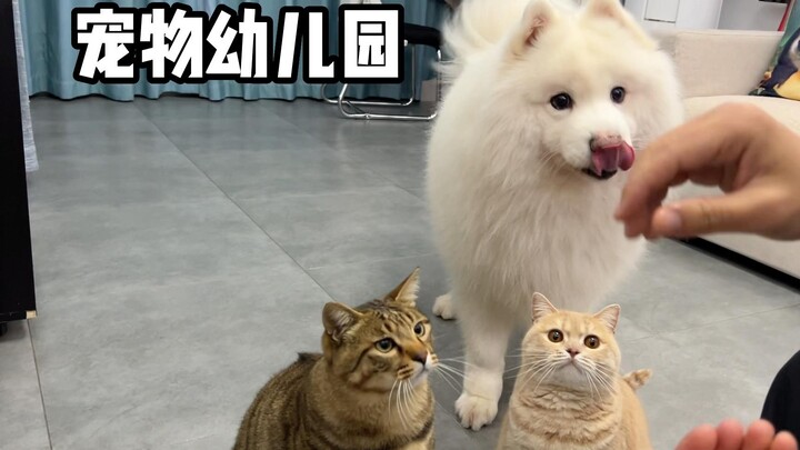 Happy Times at Pet Kindergarten!