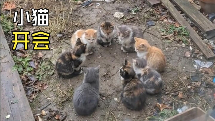 Those wonderful animal videos!