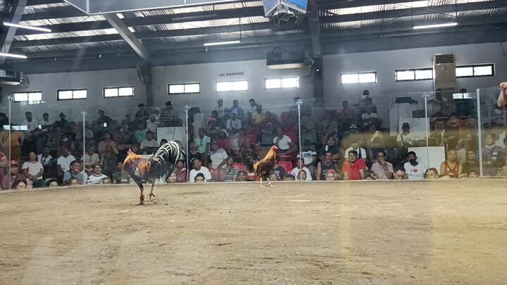 unang panalo pumpkin black 1 hit delete two hits champ sa blue diamond, molino bacoor cavite
