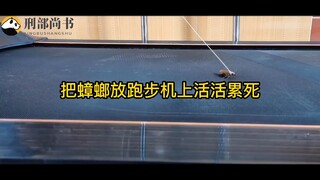 蟑螂居然会跑步