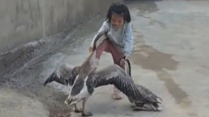 This is the only human kid I’ve ever seen who can take on two big geese!