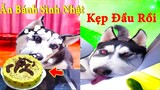 Thú Cưng TV | Dương KC Pets | Ngáo và Đầu Moi #5 | chó thông minh vui nhộn | funny cute smart dog