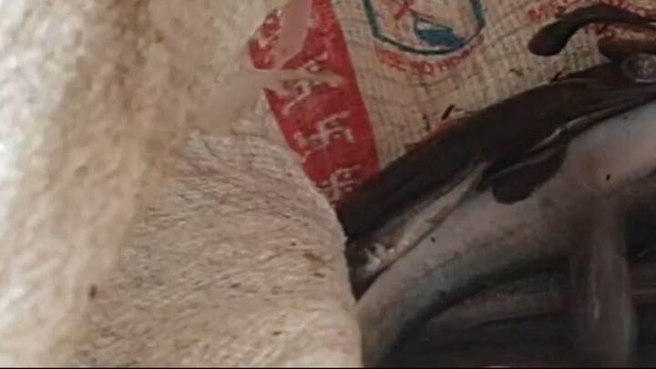 duwali fishing in Nepal |