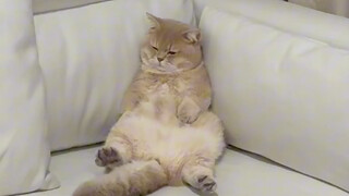 Kucing kecil: Kesedihan dan kebahagiaan manusia serta kucing tidak saling berhubungan