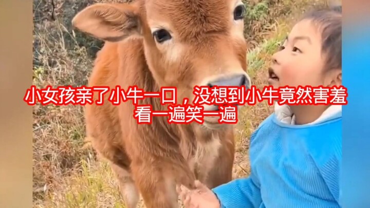 Gadis kecil mencium sapi kecil sekali, siapa sangka sapi kecil itu malah jadi malu; setiap kali meno