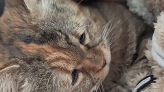 Mẹ bảo tôi giống như một cái giẻ rách