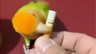 Bahkan burung beo pun tahu puntung rokok yang tidak diinginkan harus dibuang ke tempat sampah