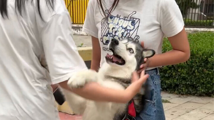 Tôi biết ngay nó chẳng phải chó nghiêm túc gì!