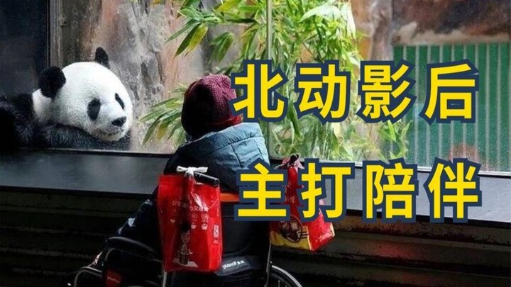 Dubbed the “Northern Animation Queen,” she rose to fame in the panda world thanks to her looks—how e