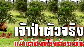 @คลิปเด็ด ข่าวดัง เจ้าป่าตัวจริงมาแล้ว แม้แต่สิงห์ยังต้องเผ่นกันกระเจิง