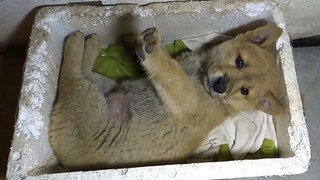 The Dog Sleep In Master's Room For First Time