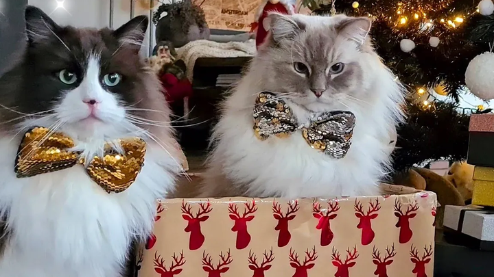 แมวมีความสนุกสนานในวันคริสต์มาส (คริสต์มาสพิเศษ 2021)