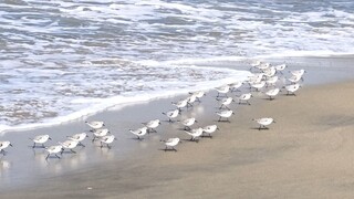 🌊Chạy vòng quanh đuổi theo một đàn chim~chạy vòng quanh~chạy vòng quanh~chạy vòng quanh~chạy vòng qu