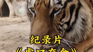 管理员和老虎对了一晚上的帐也没对上！