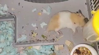 Tôi vừa phát hiện ra chuột hamster ngủ đông. Tôi đã chôn ba con rồi.