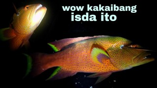 ep172, night spearfishing Philippines, wow kakaibang isda itong nahuli ko.