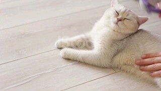 cut cat funny videos