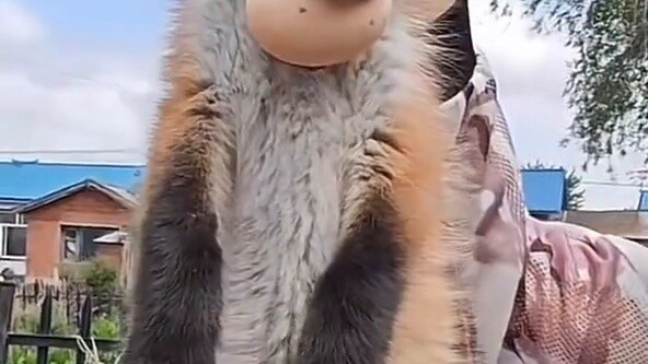 A b is the first egg thief