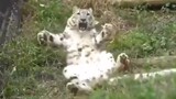 ส่องความน่ารักของเสือดาวหิมะ