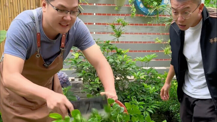 茉莉花养护